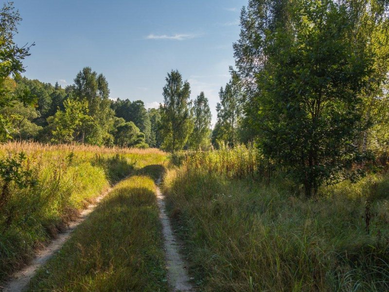 Лес в конце августа