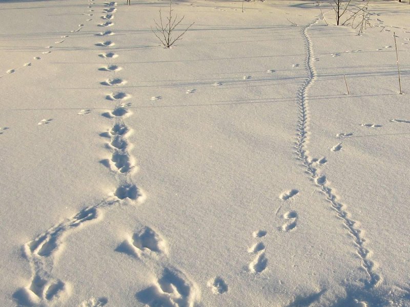 Следы на снегу в лесу