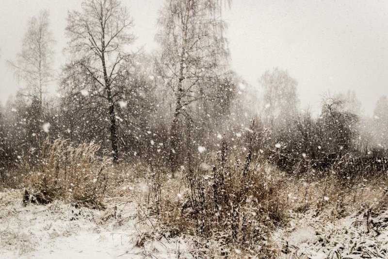 Первый снег в лесу