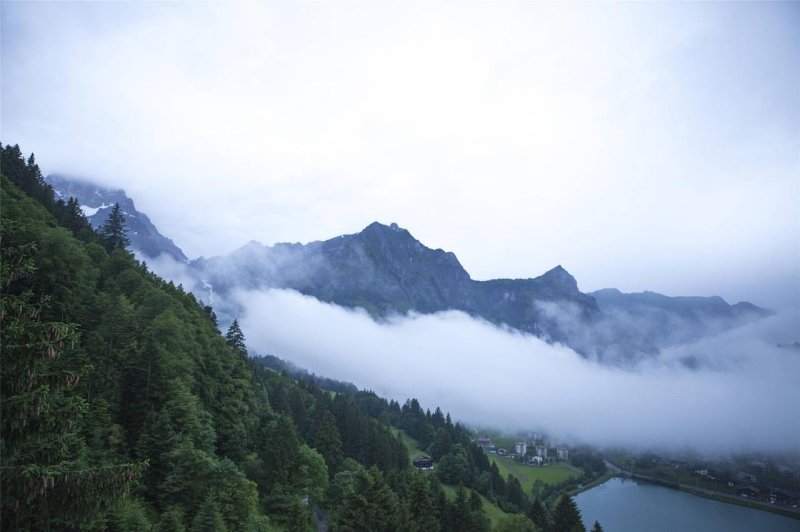 Лес туман горы швейцария