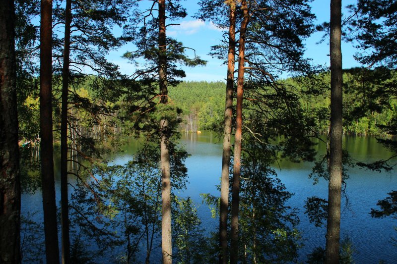 Сосновый лес карельского перешейка