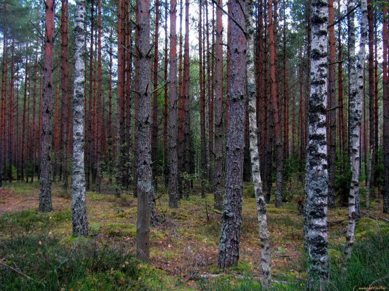 Березово пихтовый лес