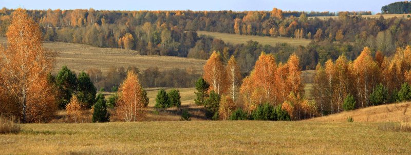 Брянские леса осенью