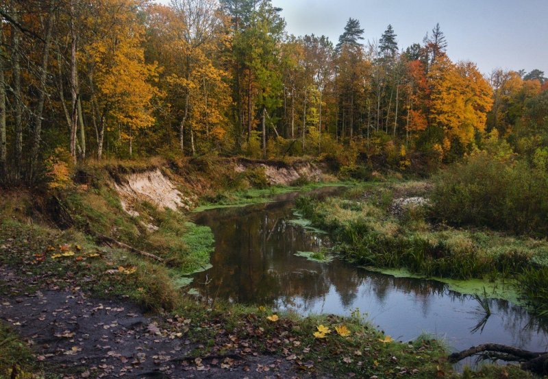 Брянские леса осенью