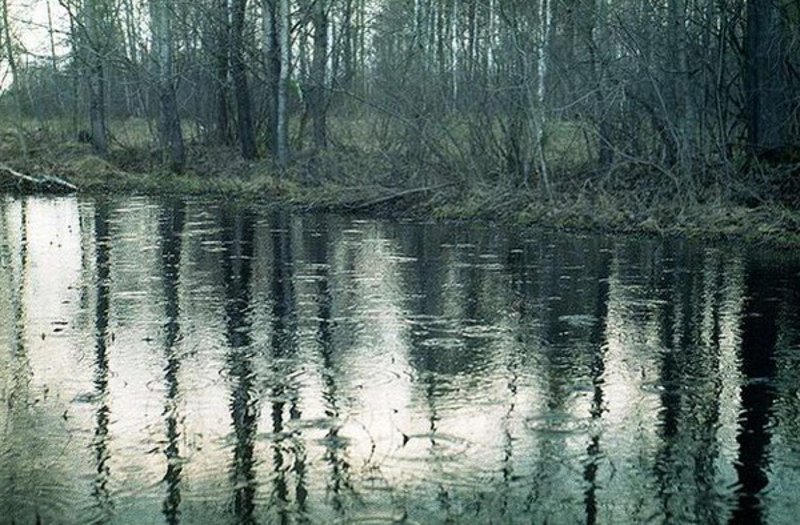 Весенний дождь в лесу