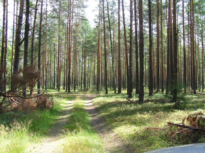 Белорусский сосновый лес