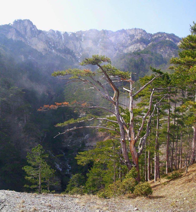 Горный лес в крыму