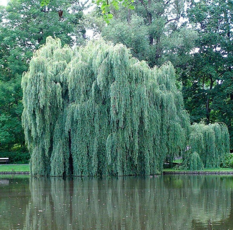 Булонский лес ива