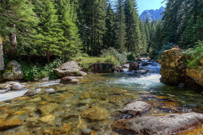 Горная река камни лес