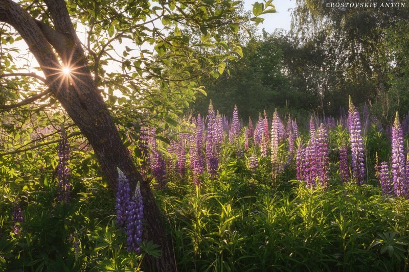 Бирюлевский лесопарк люпины