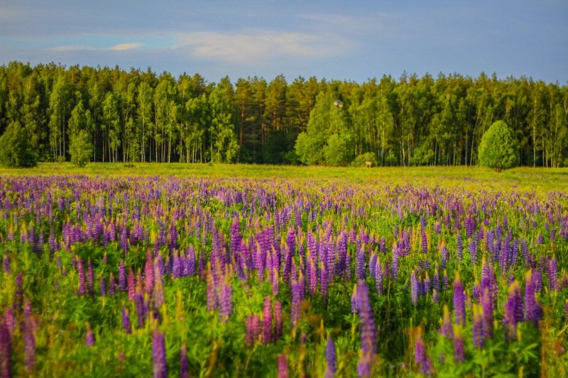 Бирюлевский лесопарк люпины