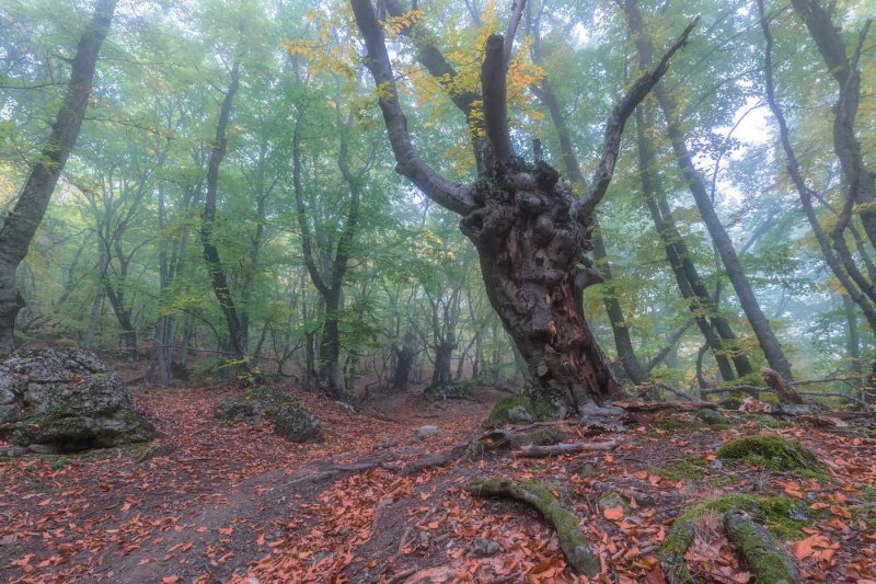 Буковые леса крыма