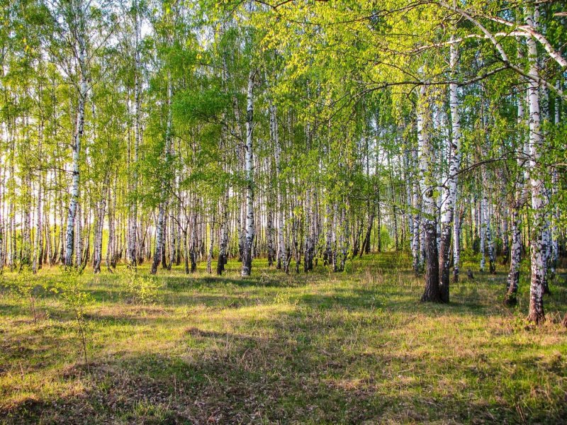 Березовый лес некрасовка