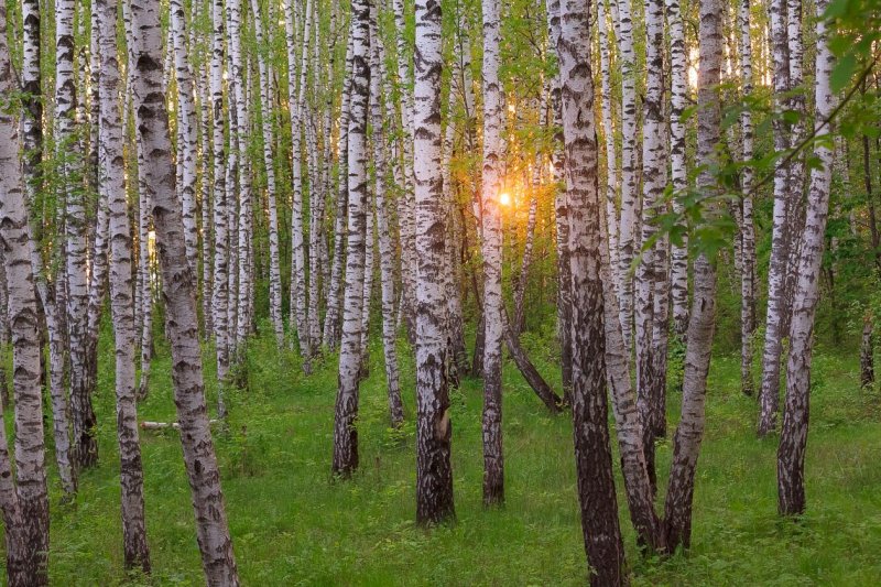 Березовый лес некрасовка