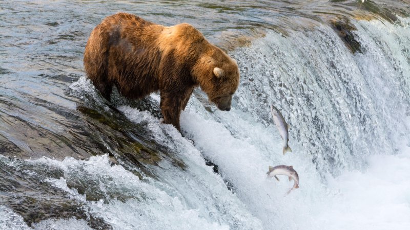 Водопад брукс аляска