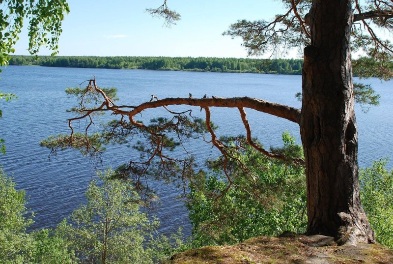 Остров сосновый самарская область