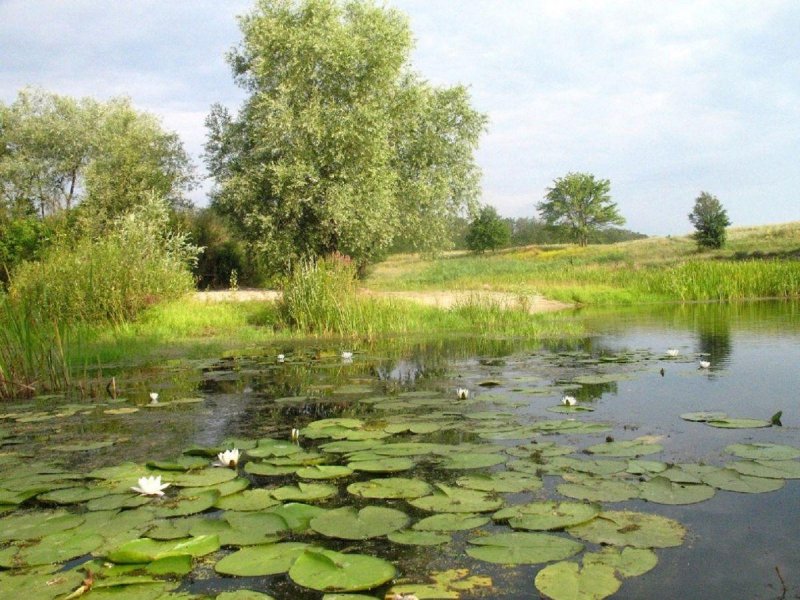 Болото моховое белгородская область