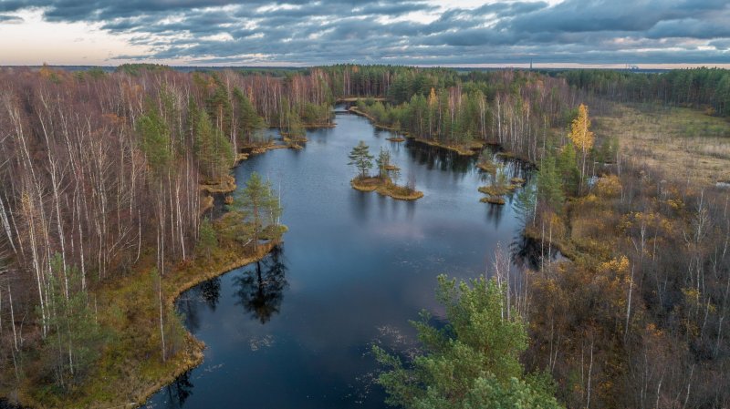 Заказник мшинское болото