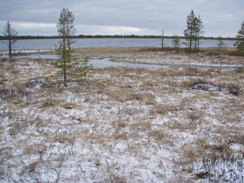 Великое болото вологодской области