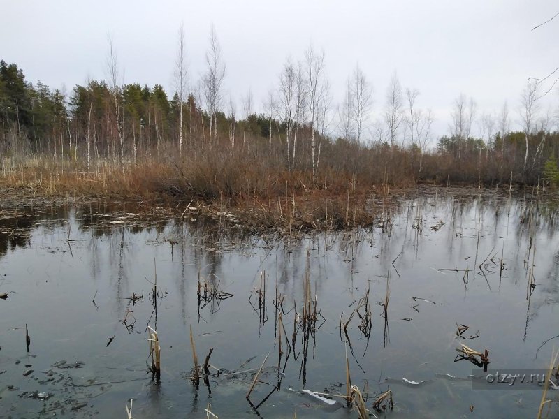 Болото санкт петербург