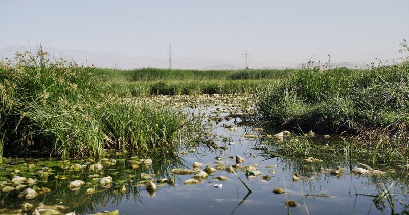 Водно болотистые угодья