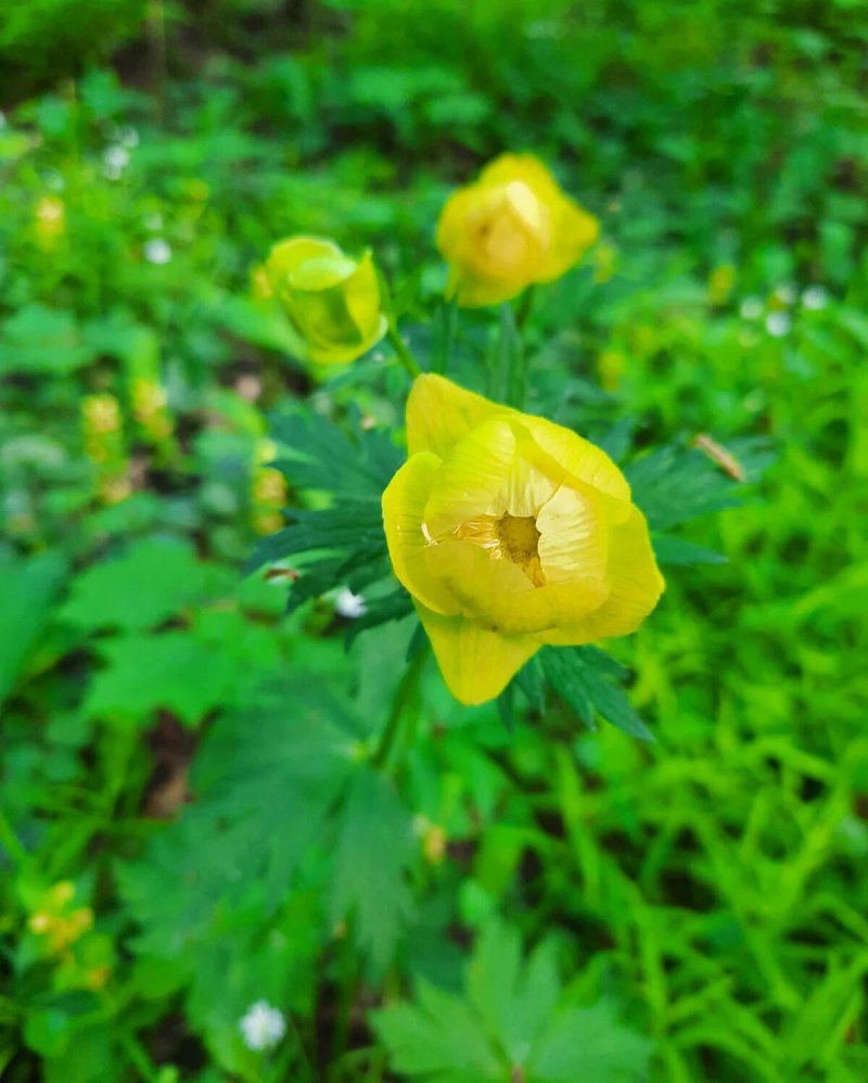 Купальница болотная