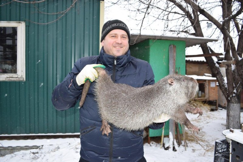 Нутрия болотный бобр