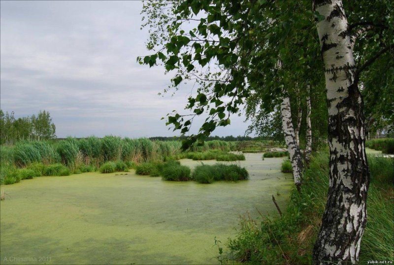 Береза болотная