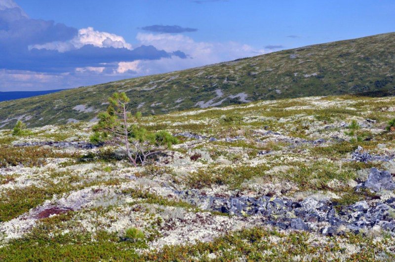 Арктическая мохово лишайниковая тундра