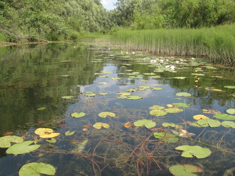 Река болото