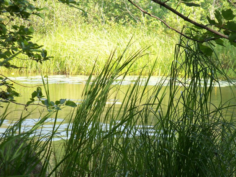 Водно болотистые угодья