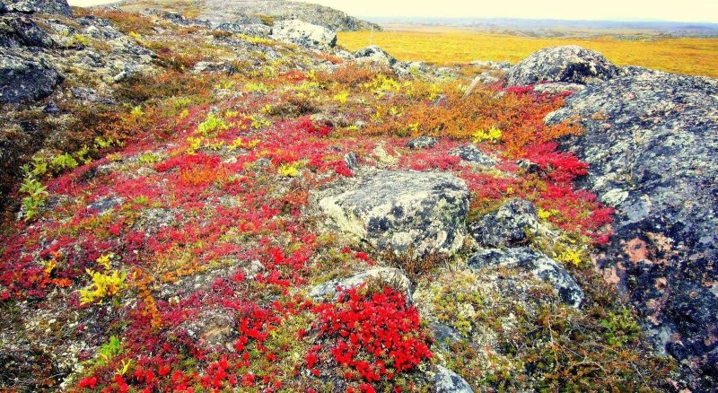 Арктическая мохово лишайниковая тундра