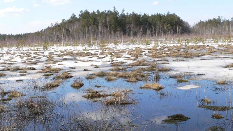 Болото моховое белгородская область