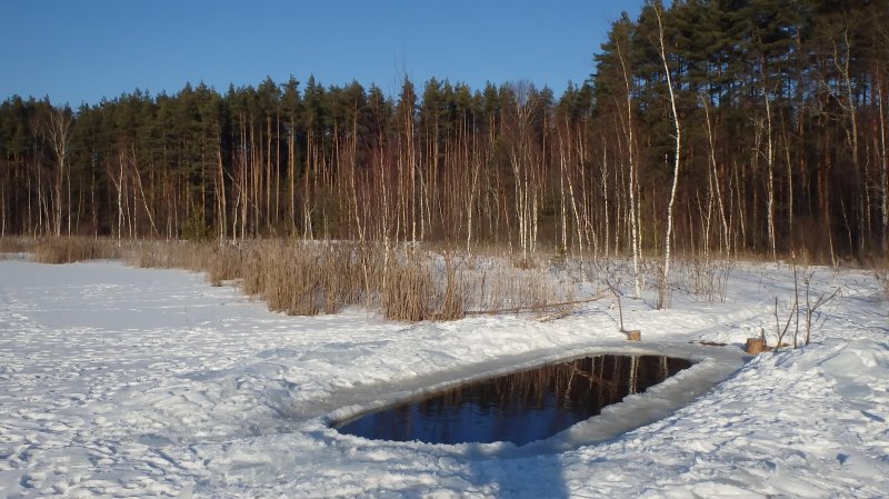 Озеро щепкино болото