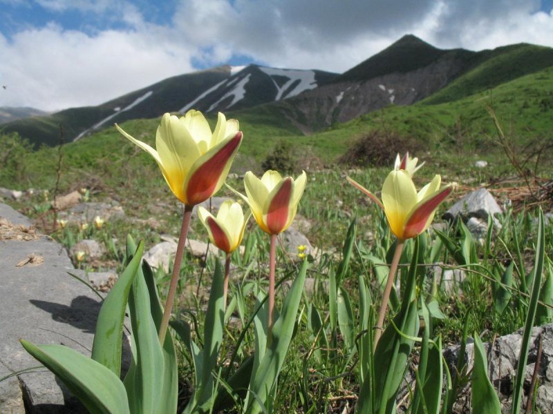 Горные тюльпаны