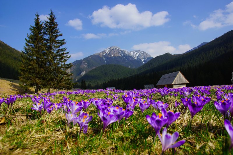 Крокусы в горах