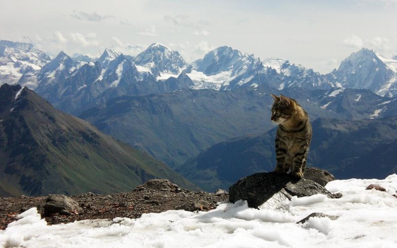 Кот в горах