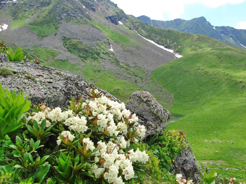 Рододендрон горный кавказский