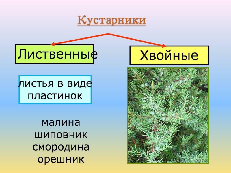 Деревья бывают хвойные и лиственные