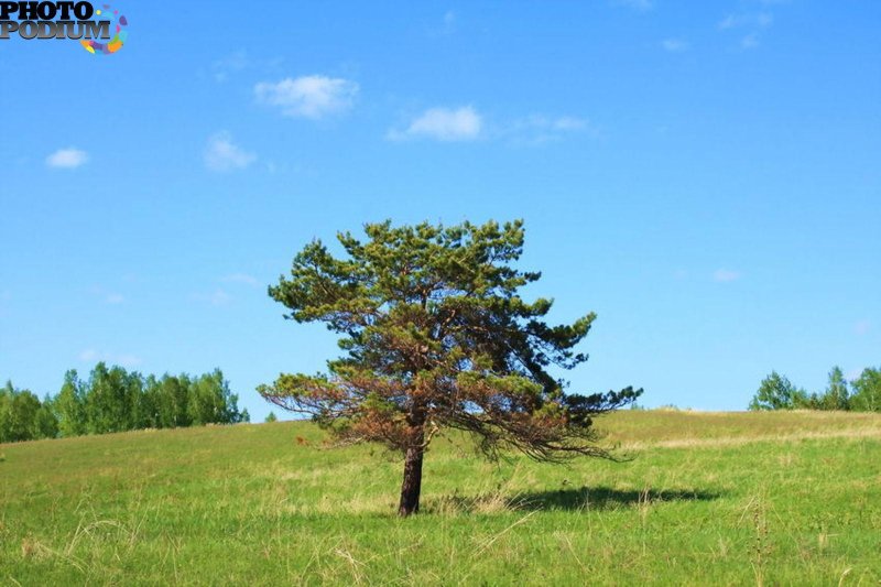 Отдельно стоящее дерево