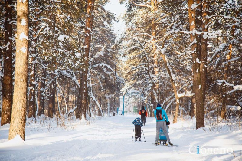 Сосновый бор лыжная трасса кострома