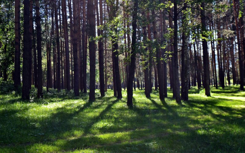 Челябинский сосновый бор