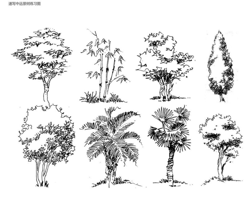 Зарисовки деревьев разных пород