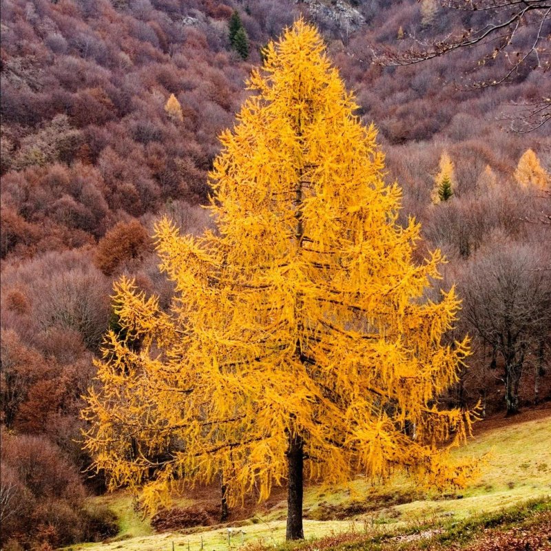 Лиственница дерево