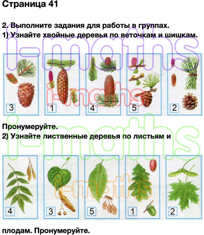 Хвойные деревья задания