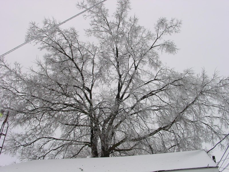 Снежное дерево