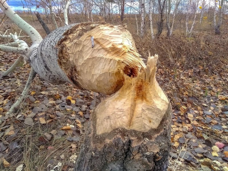 Бобер грызет дерево