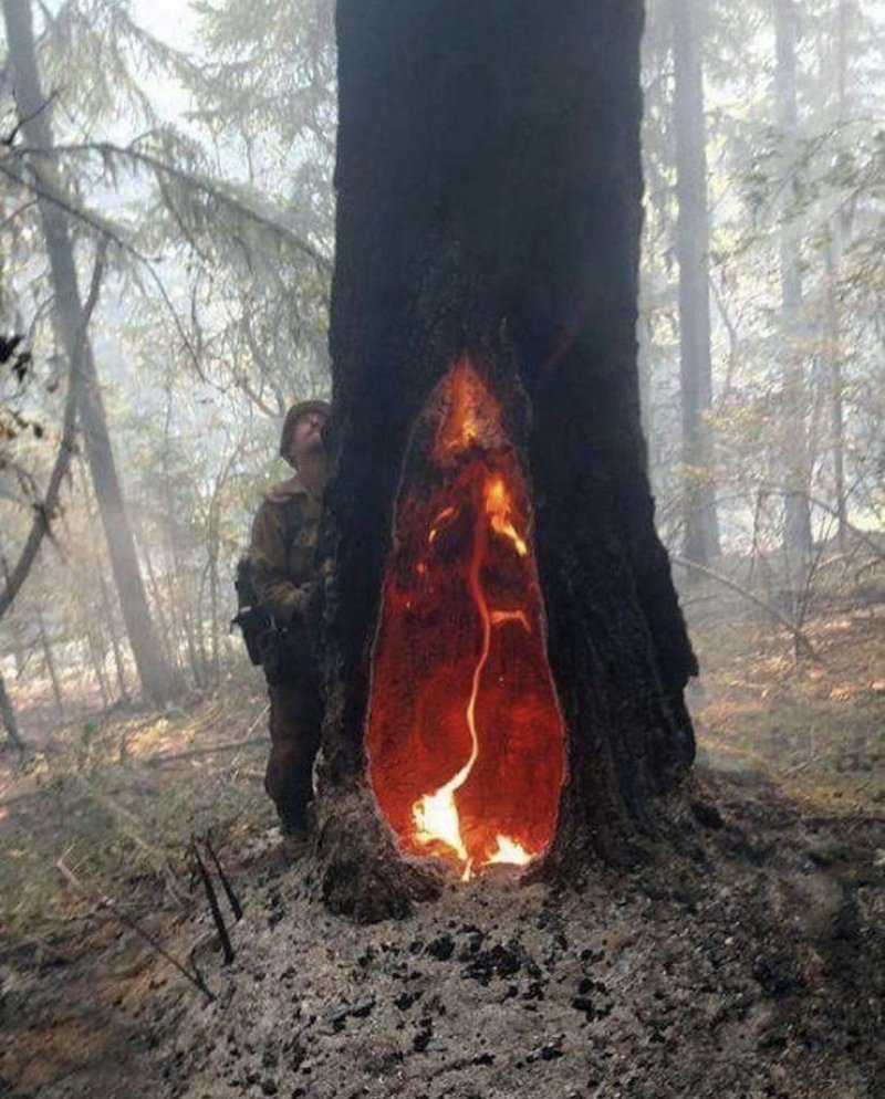 Горящее дерево