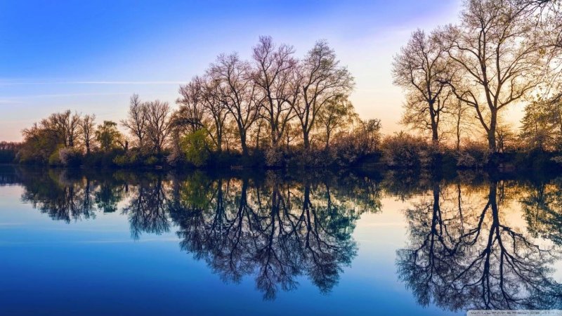 Деревья отражаются в воде