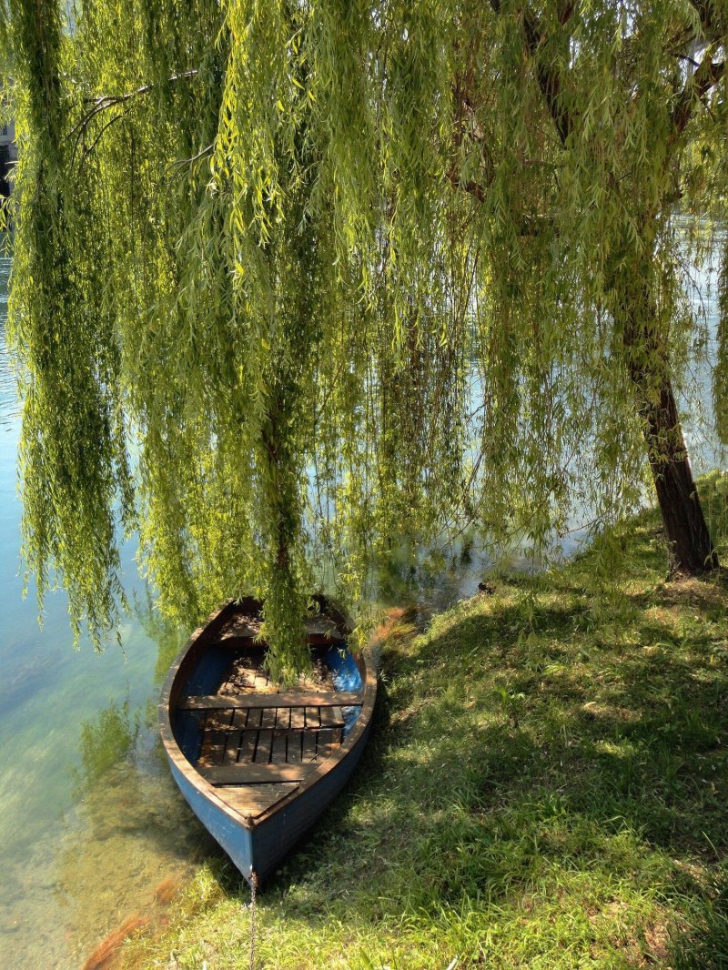 Дерево на берегу реки